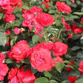 Саженец Роза "Торнадо", туба, Весна 2025