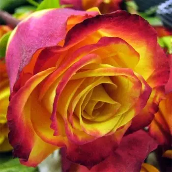 Саженец Роза "Тутти фрутти", туба, Весна 2025