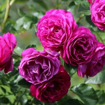 Саженец Роза "Уайлд блю йондер", туба, Весна 2025