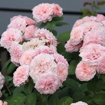 Саженец Роза "Уильям Кристи", туба, Весна 2025