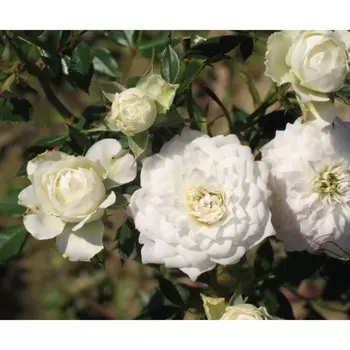 Саженец Роза Вайт Джем (Миниатюрная), 1 шт, Весна 2024