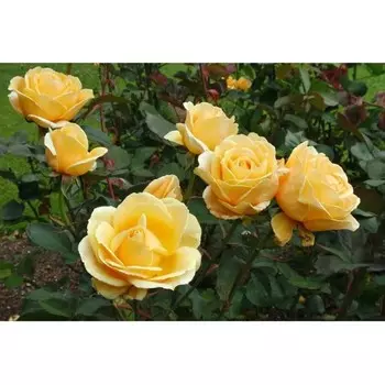 Саженец Роза Валенсия (Чайно-гибридная), 1 шт, Весна 2024