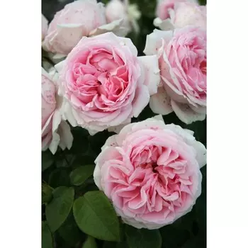 Саженец Роза Велленшпиль (Шраб), 1 шт, Весна 2024