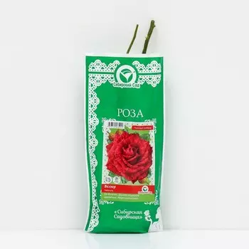 Саженец Роза "Велюр", "Сибирская Садовница", 1 шт, Весна 2023