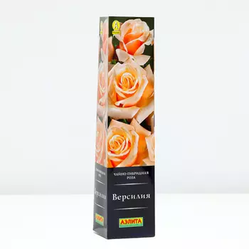 Саженец Роза Версилия, 1 шт, Весна 2024