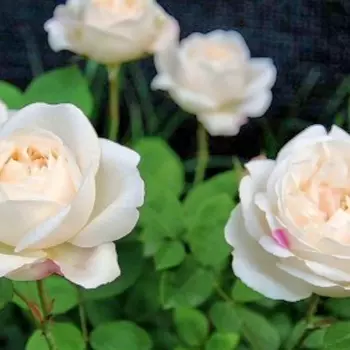 Саженец Роза "Винчестер Кафедрал", туба, Весна 2025