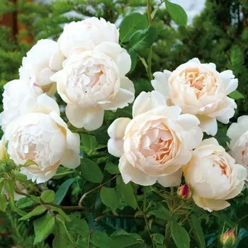 Саженец Роза Воллертон Олд Холл, английская, Горшок 2 л., Лето 2024