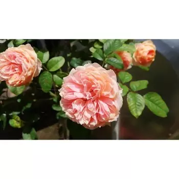 Саженец Роза Вувузелла, 1 шт, Весна 2024