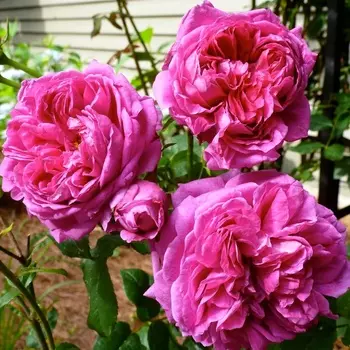 Саженец Роза "Янг Люсидас", туба, Весна 2025