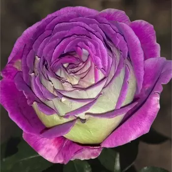 Саженец Роза Загадка (Чайно-гибридная), 1 шт, Весна 2024