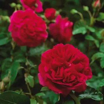 Саженец Роза "Зе Дарк Леди", туба, Весна 2025