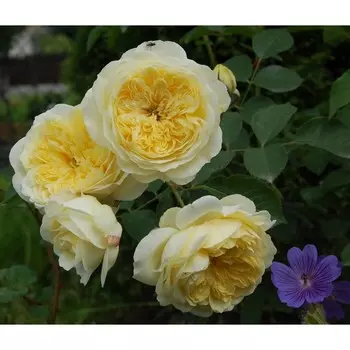 Саженец Роза Зе Пилигрим (Английская), 1 шт, Весна 2024