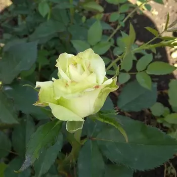 Саженец Роза "Зеленый чай", туба, Весна 2025