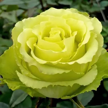 Саженец Роза "Жади", туба, Весна 2025