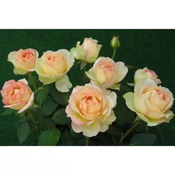 Саженец Роза Жалита (Чайно-гибридная), 1 шт, Весна 2024