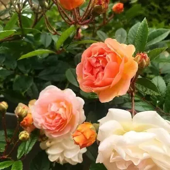 Саженец Роза Жислен де Фелиголд (Плетистая), 1 шт, Весна 2024