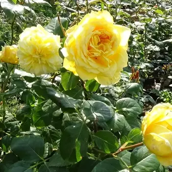 Саженец Роза "Жоэль Маруани", туба, Весна 2025