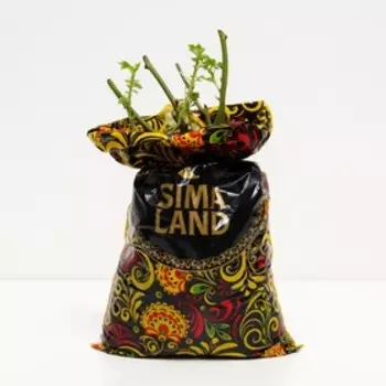 Саженец розы "Абра кадабра" 1 шт