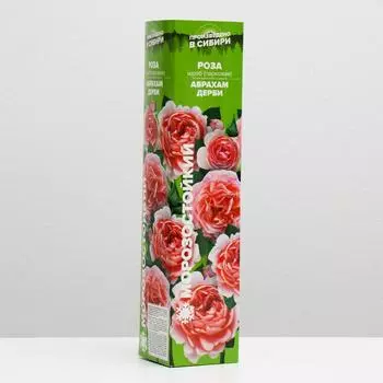 Саженец розы Абрахам Дерби, 1 шт, Весна 2025