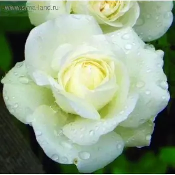 Саженец розы Айсленд, Весна 2023, 1 шт.