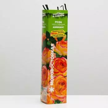 Саженец розы Амбианс, Весна 2025, 1 шт.