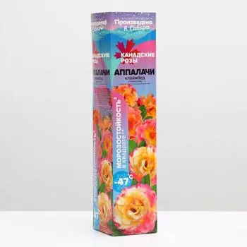 Саженец розы Аппалачи Весна 2025, 1 шт.