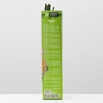 Саженец розы Бамблби кюль, 1 шт, Весна 2025