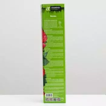 Саженец розы Блажь, Весна 2024, 1 шт.