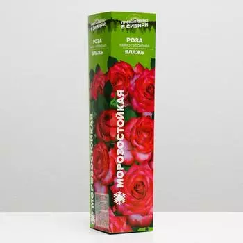 Саженец розы Блажь, Весна 2024, 1 шт.