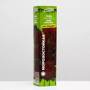 Саженец розы Блек Баккара, 1шт, Весна 2025