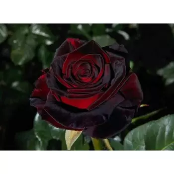 Саженец Розы "Блек Баккара", Горшок С4, Весна 2025