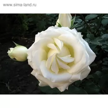 Саженец розы Боинг, Весна 2025, 1 шт.