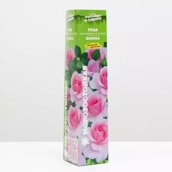 Саженец розы Боника, Весна 2023, 1 шт.