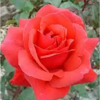 Саженец Розы Чайно-гибридная "Альма", 1 шт, Весна 2023