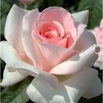 Саженец Розы Чайно-гибридная "Александр Пушкин", 1 шт, Весна 2025