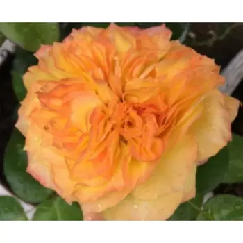 Саженец Розы Чайно-гибридная "Анри Дельбар", 1 шт, Весна 2025