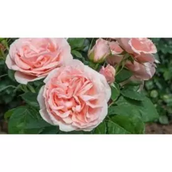 Саженец Розы Чайно-гибридная "Бэлль Романтика", 1 шт, Весна 2025