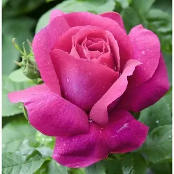 Саженец Розы Чайно-гибридная "Каприз де Майян", 1 шт, Весна 2025