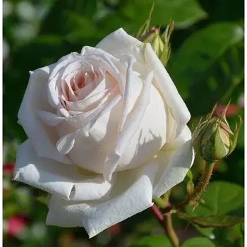 Саженец Розы Чайно-гибридная "Мадам Анизетт", 1 шт, Весна 2025