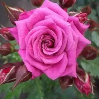 Саженец Розы Чайно-гибридная "Маргарита", 1 шт, Весна 2023