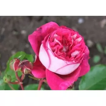 Саженец Розы Чайно-гибридная "Максим", 1 шт, Весна 2025