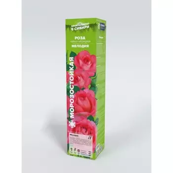 Саженец Розы Чайно-гибридная "Мелодия", 1 шт, Весна 2024