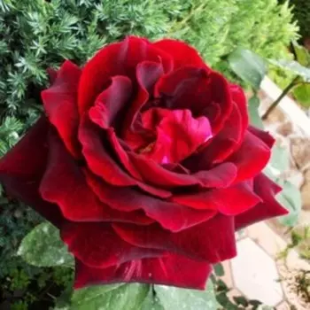 Саженец Розы Чайно-гибридная "Папа Мейян", 1 шт, Весна 2025