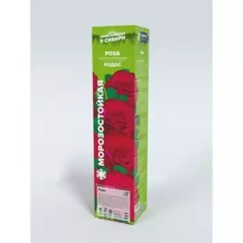 Саженец Розы Чайно-гибридная "Родос", 1 шт, Весна 2025