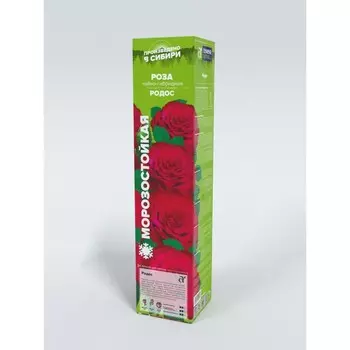 Саженец Розы Чайно-гибридная "Родос", 1 шт, Весна 2025