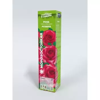 Саженец Розы Чайно-гибридная "Розбери", 1 шт, Весна 2023