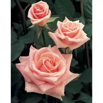 Саженец Розы Чайно-гибридная "Стелла" магна,1 шт, Весна 2025