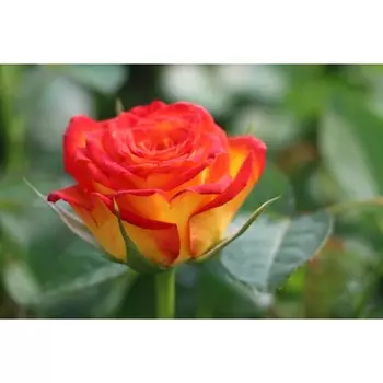 Саженец розы "Циркус" 1 шт