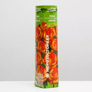 Саженец розы Циркус, Весна 2024, 1 шт.