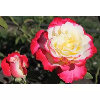 Саженец розы "Дабл делайт" 1 шт